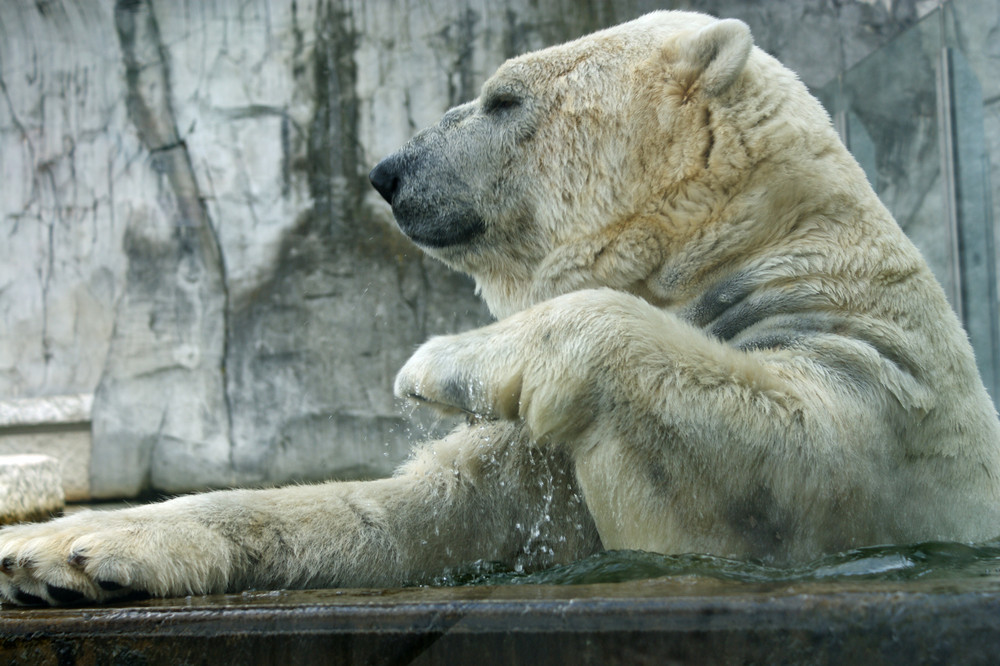 Eisbär Fotoshooting Nr.2