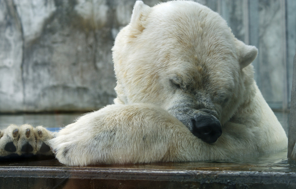 Eisbär Fotoshooting Nr.3