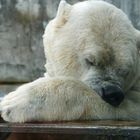 Eisbär Fotoshooting Nr.3