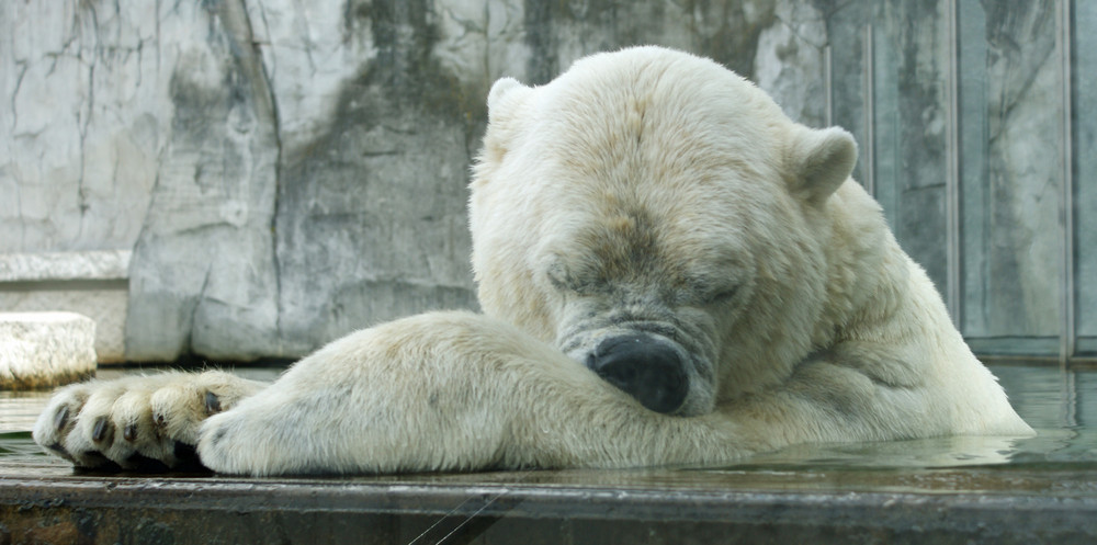 Eisbär Fotoshooting Nr.4