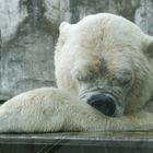 Eisbär Fotoshooting Nr.4