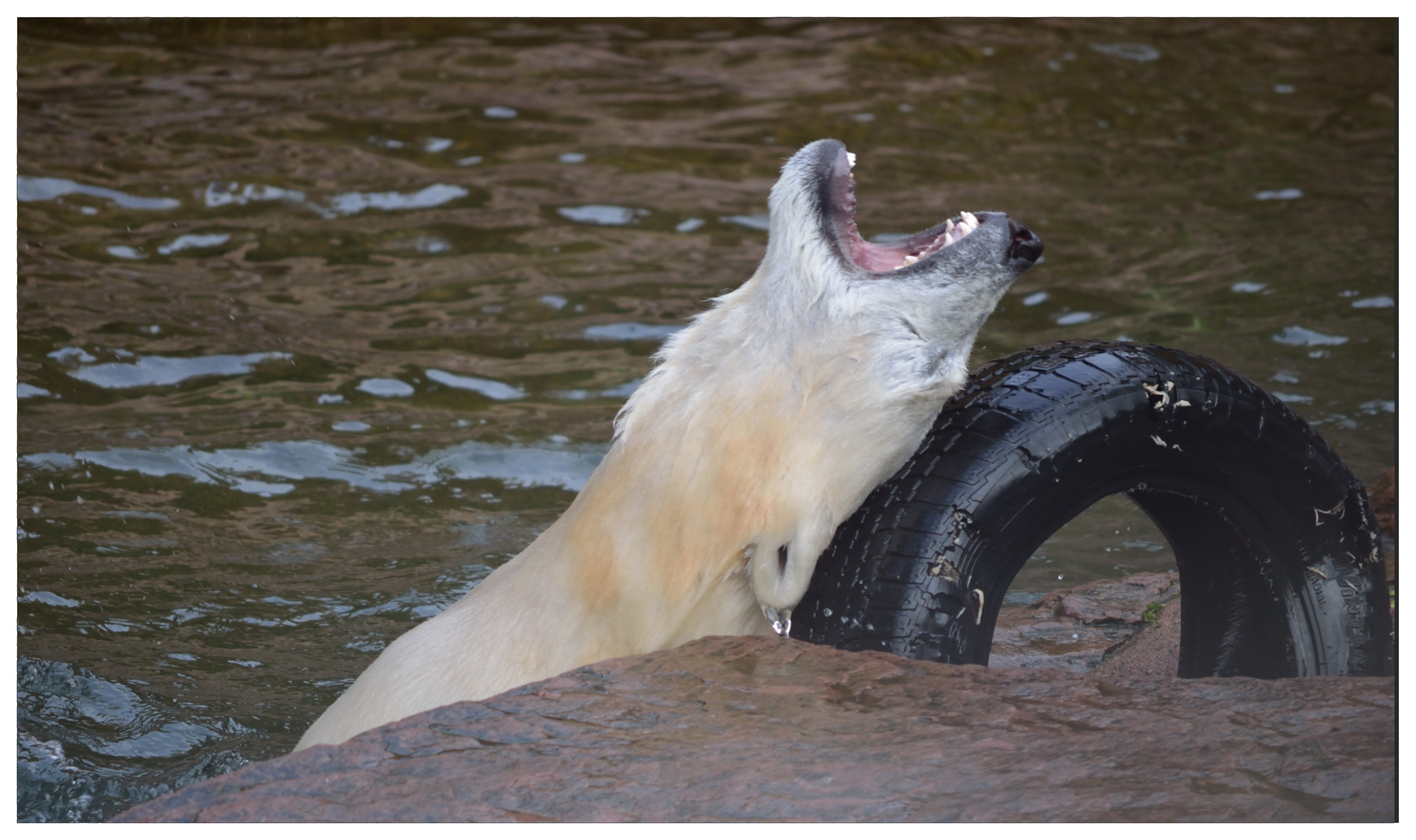 Eisbär fühlt sich wohl