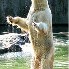 Eisbär ganz groß.