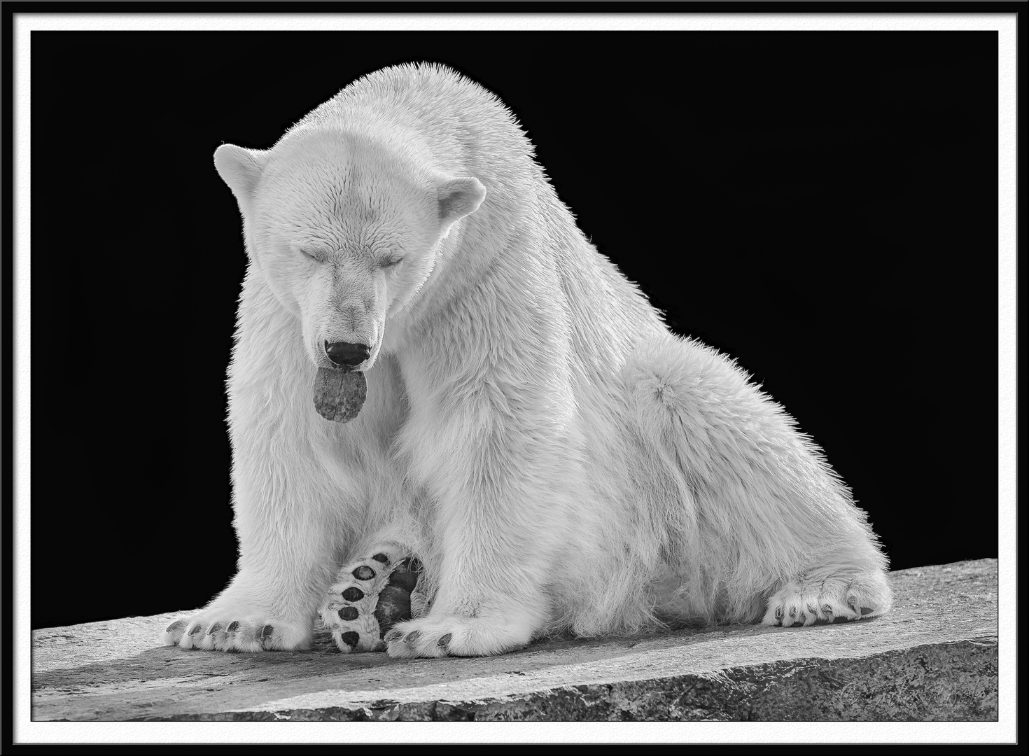 Eisbär, gelangweilt