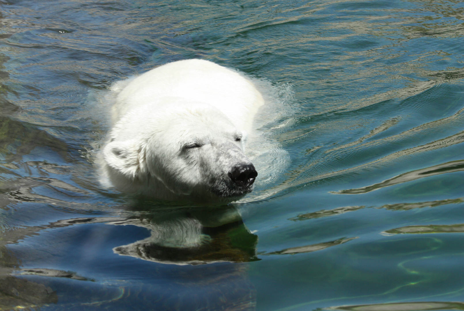 Eisbär genießt die Abkühlung