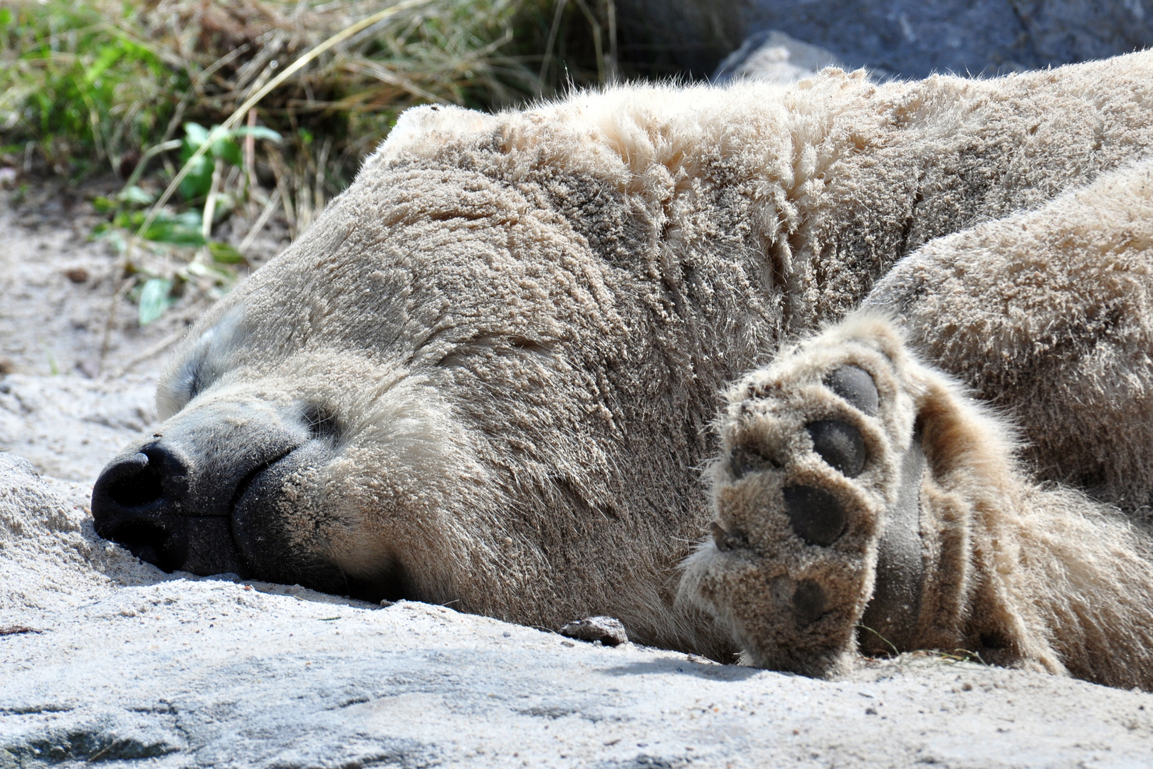 Eisbär genießt die Sonne