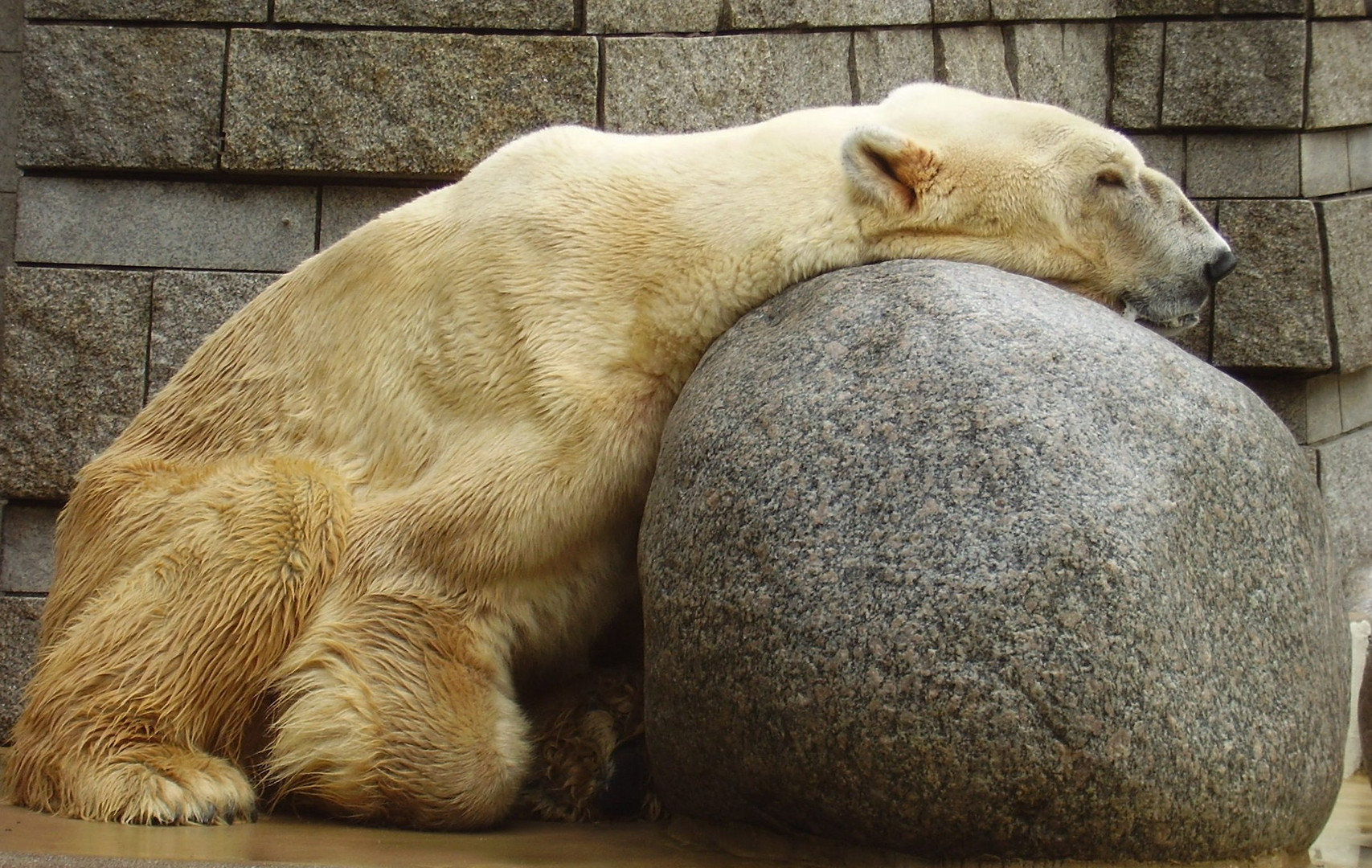 Eisbär - gute Nacht :-)