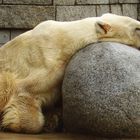 Eisbär - gute Nacht :-)