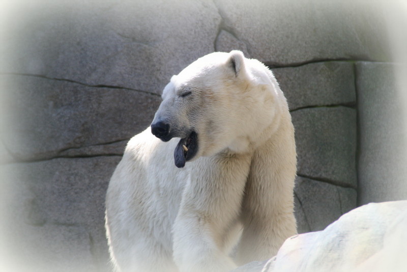 Eisbär Hamburg Hagenbeck Bäääääähhhh