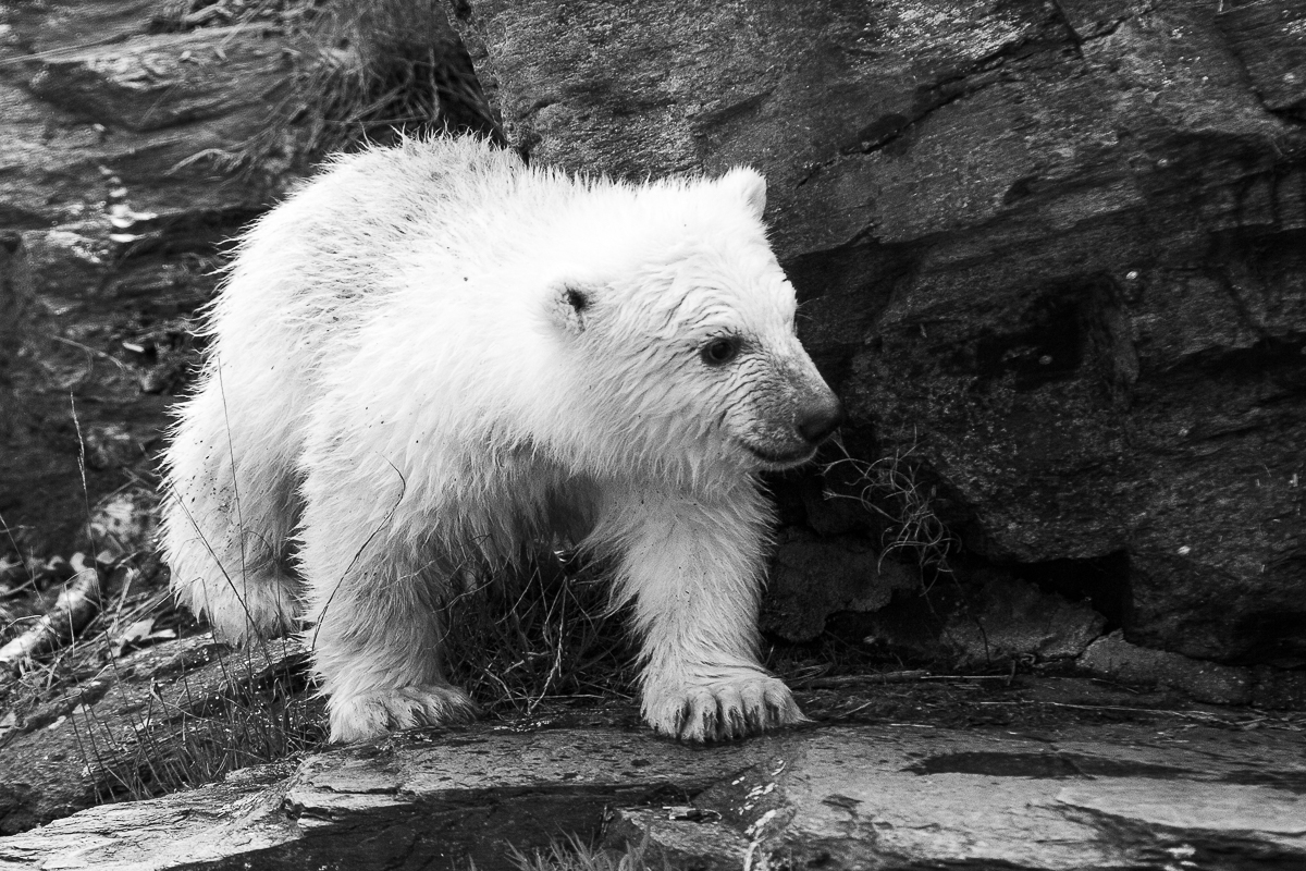 Eisbär Hertha im Berliner Tierpark