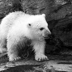 Eisbär Hertha im Berliner Tierpark