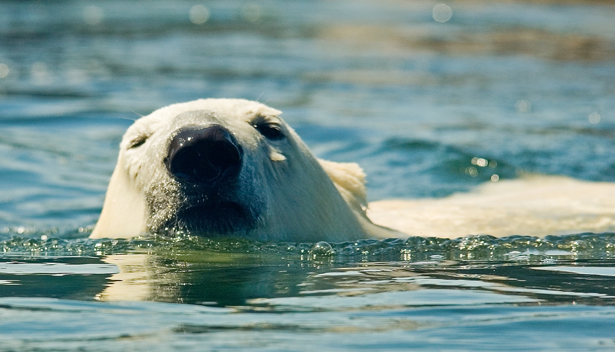 Eisbär hinter Glas