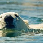 Eisbär hinter Glas