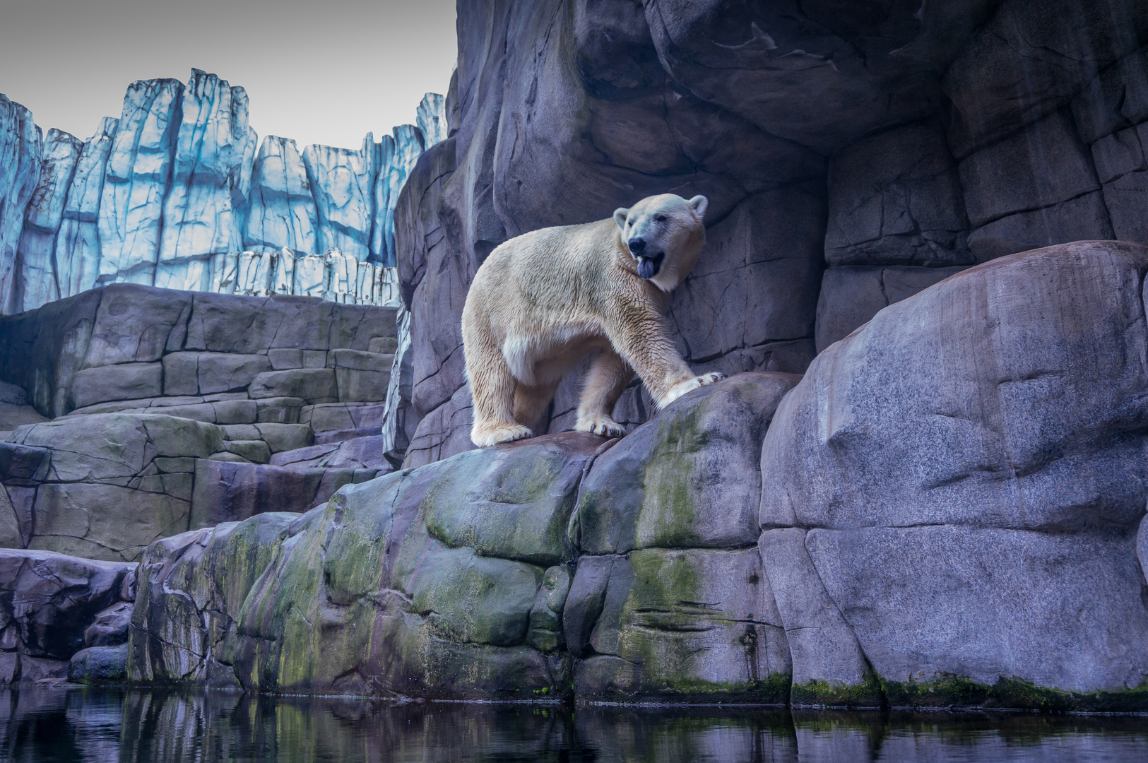 Eisbär I - Tierpark Hagenbeck/Hamburg