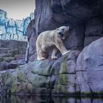 Eisbär I - Tierpark Hagenbeck/Hamburg