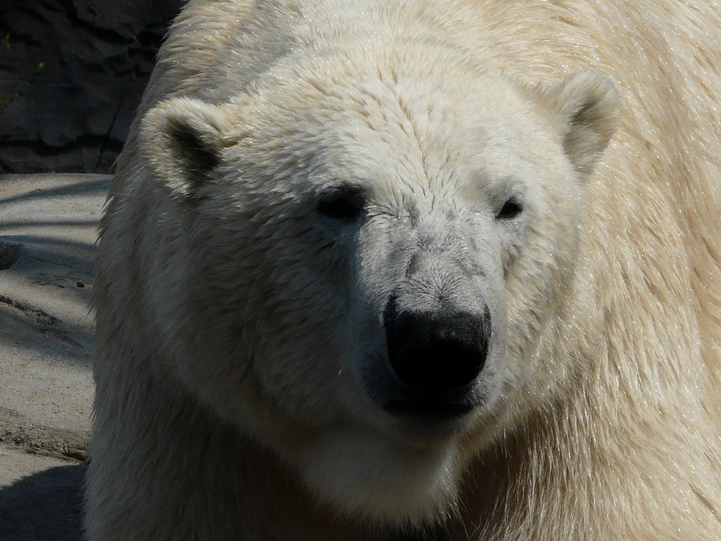 Eisbär "Ich bin der Größte"