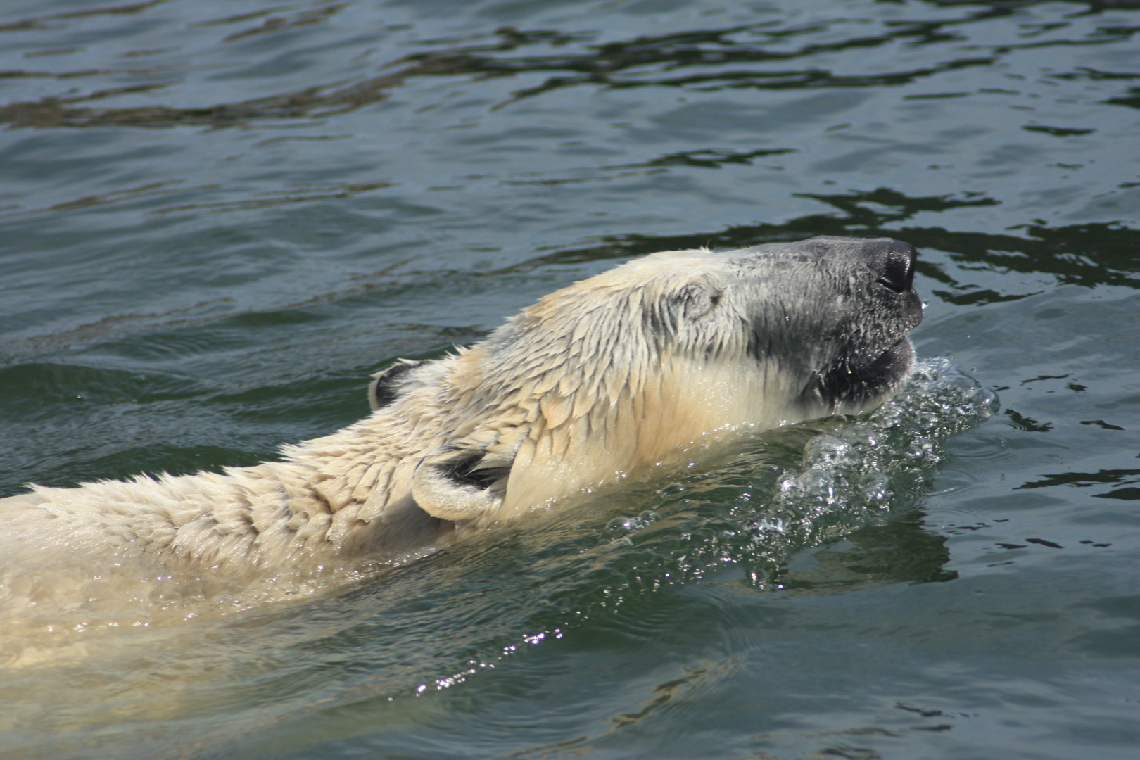 eisbär II