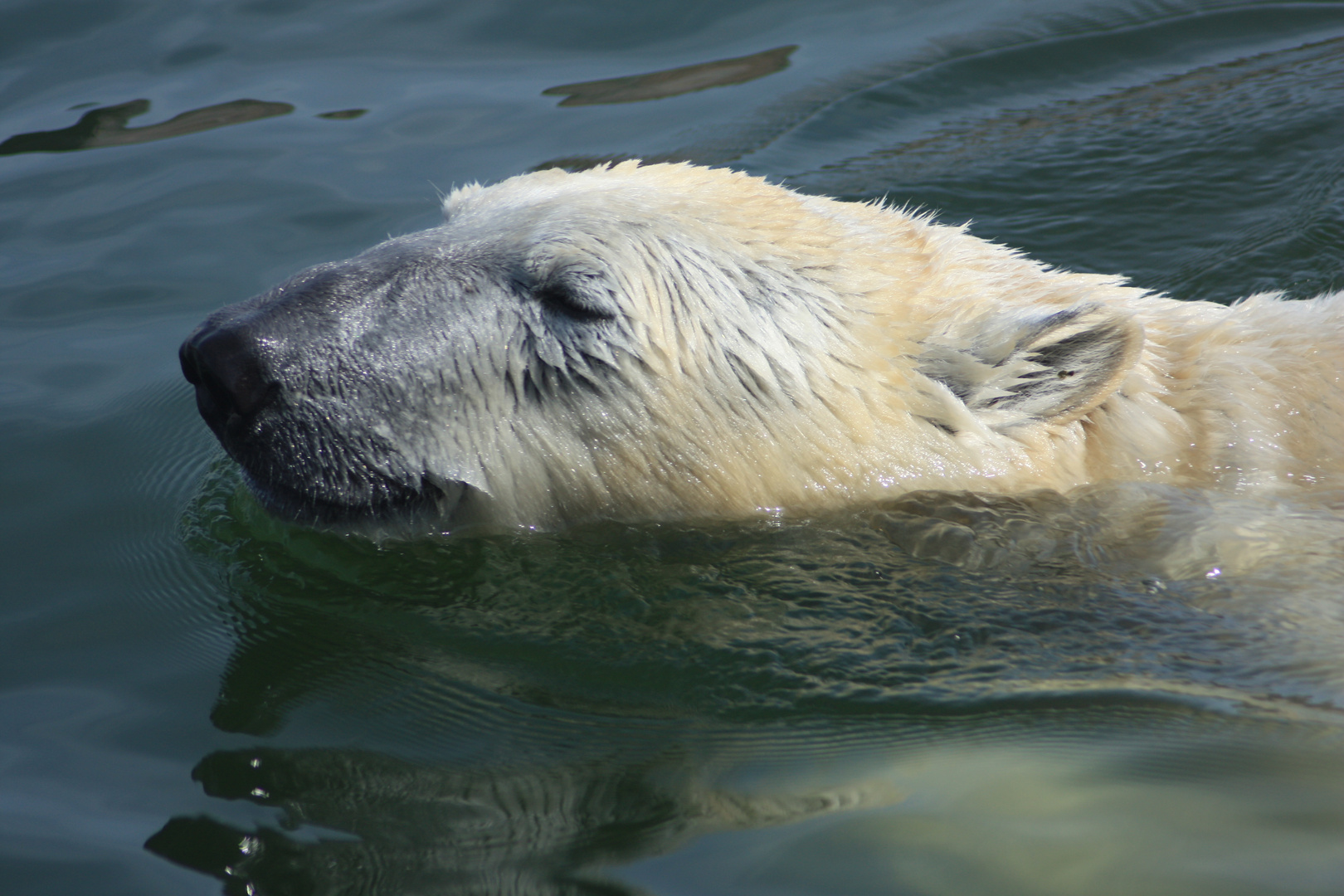 eisbär III