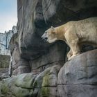 Eisbär III - Tierpark Hagenbeck/Hamburg