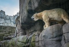 Eisbär III - Tierpark Hagenbeck/Hamburg