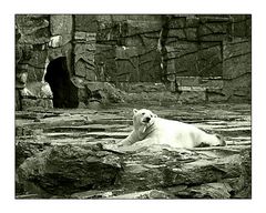 Eisbär im Berliner Tierpark