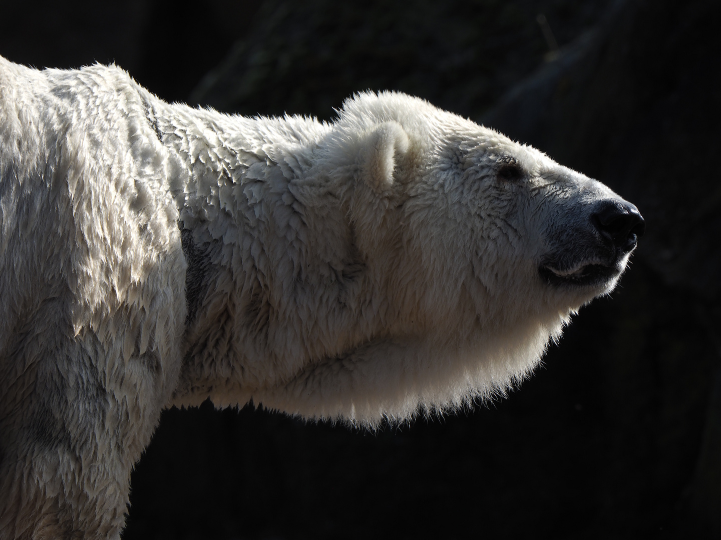 Eisbär im Berliner Zoo