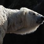 Eisbär im Berliner Zoo
