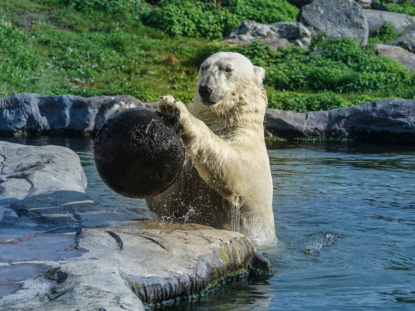 Eisbär im Einsatz