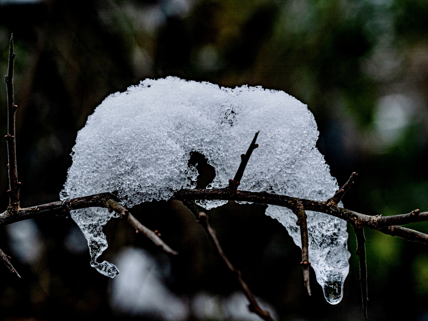 Eisbär im Geäst?