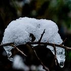 Eisbär im Geäst?