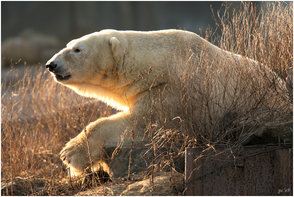 Eisbär im Gegenlicht