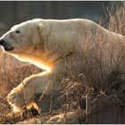 Eisbär im Gegenlicht