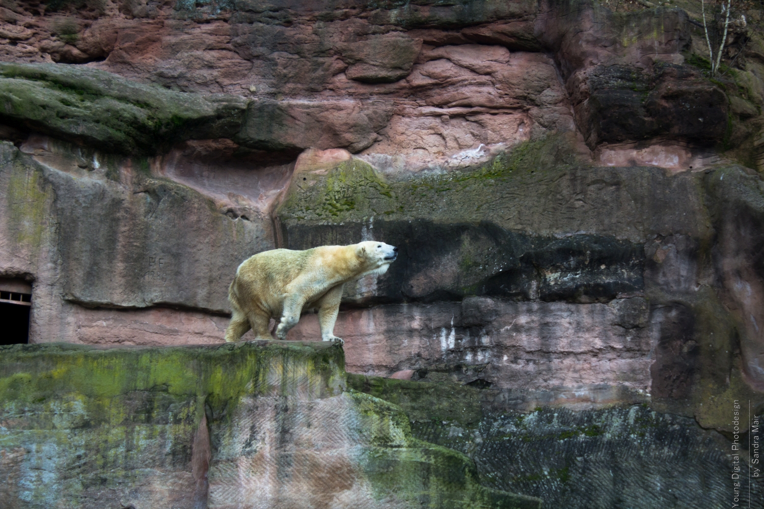 Eisbär im Gehege