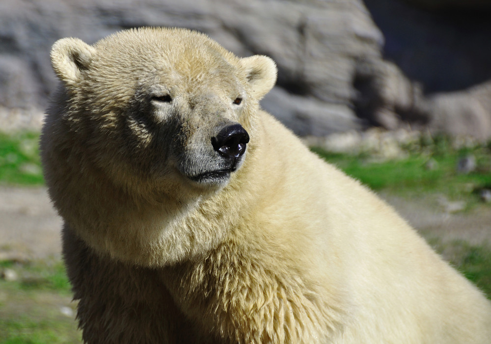 Eisbär im hellen März