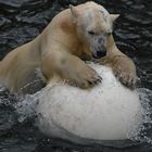 Eisbär im Kampf mit einem Riesenball