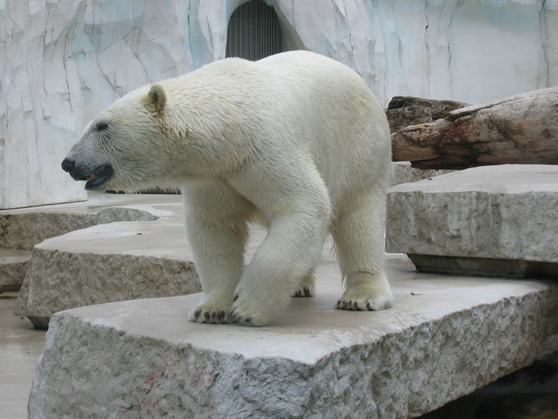 Eisbär im Karlsruher Zoo...