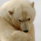 Eisbär im Leipziger Zoo