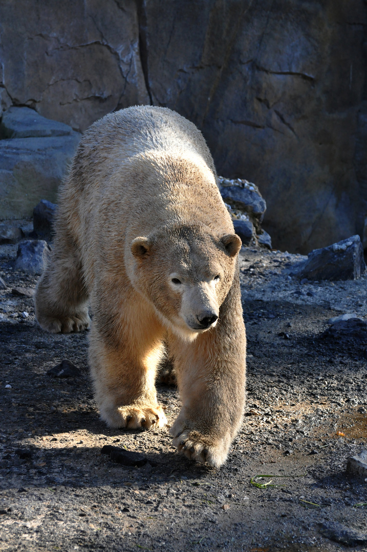 Eisbär im Morgenlicht/Schatten