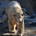 Eisbär im Morgenlicht/Schatten