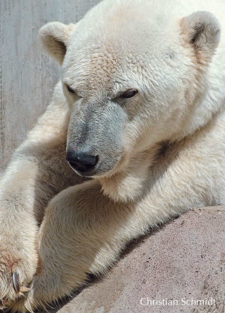 Eisbär im Münchener Zoo