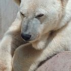 Eisbär im Münchener Zoo