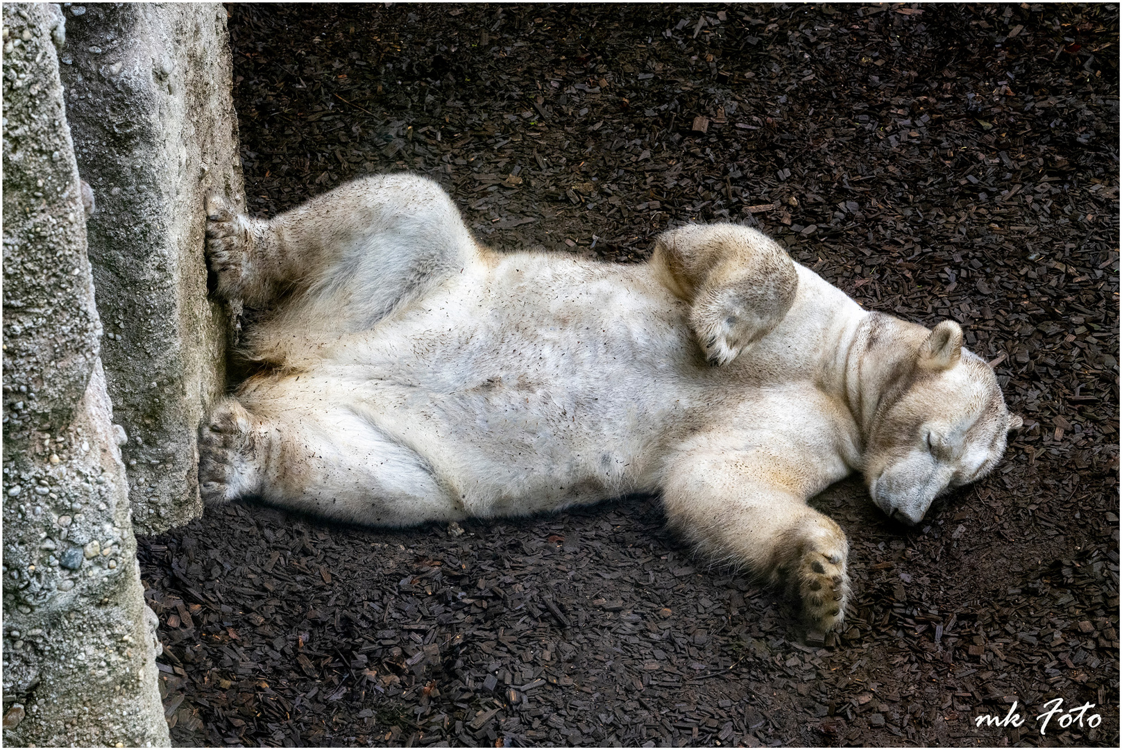 Eisbär im Münchner Tierpark Hellabrunn