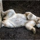 Eisbär im Münchner Tierpark Hellabrunn