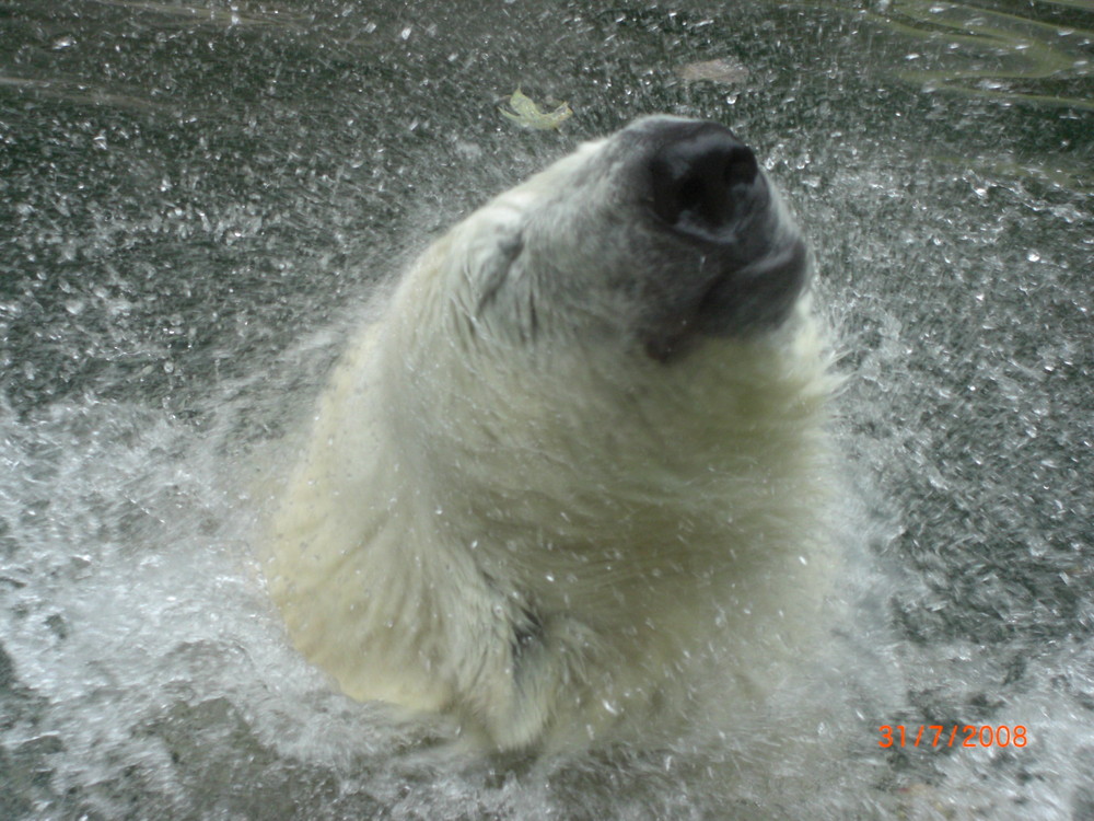 Eisbär im Münchner Zoo...