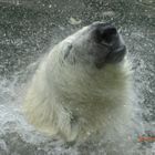 Eisbär im Münchner Zoo...