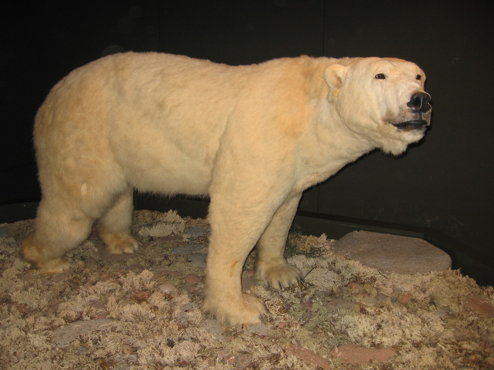 Eisbär im Museum