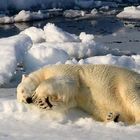 Eisbär im Noraustlandet, Spitzbergen