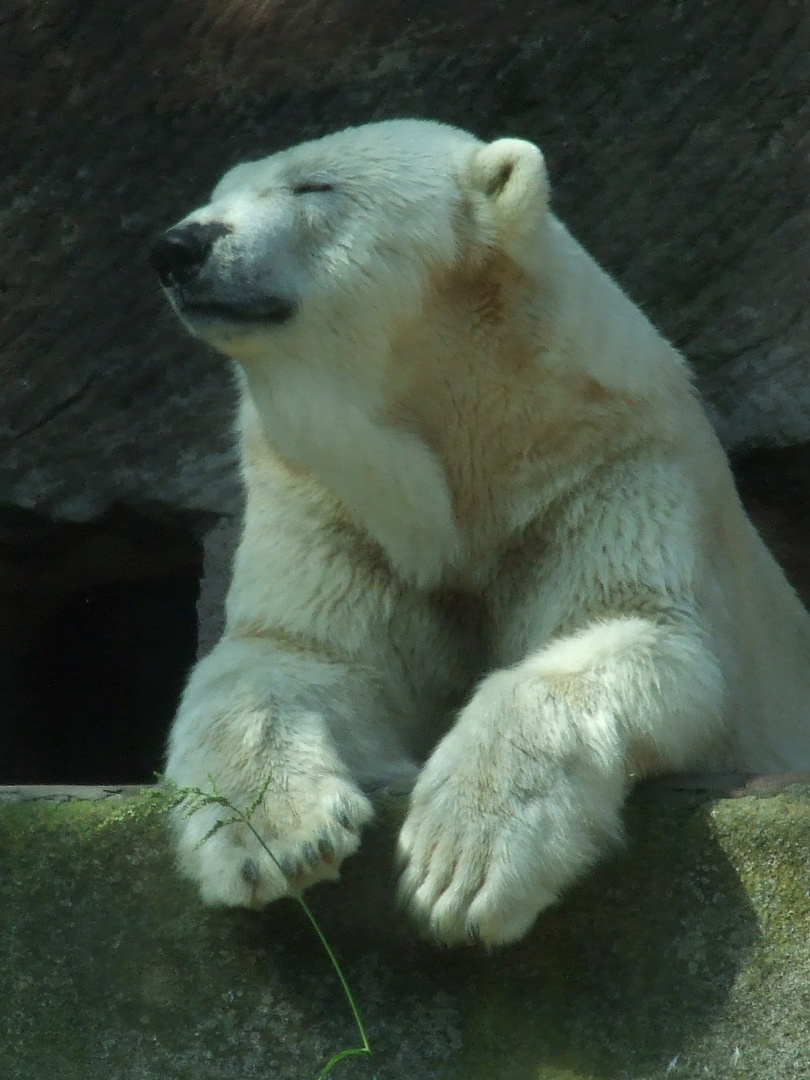 Eisbär im Nürnberger Zoo - 08/10