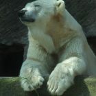 Eisbär im Nürnberger Zoo - 08/10