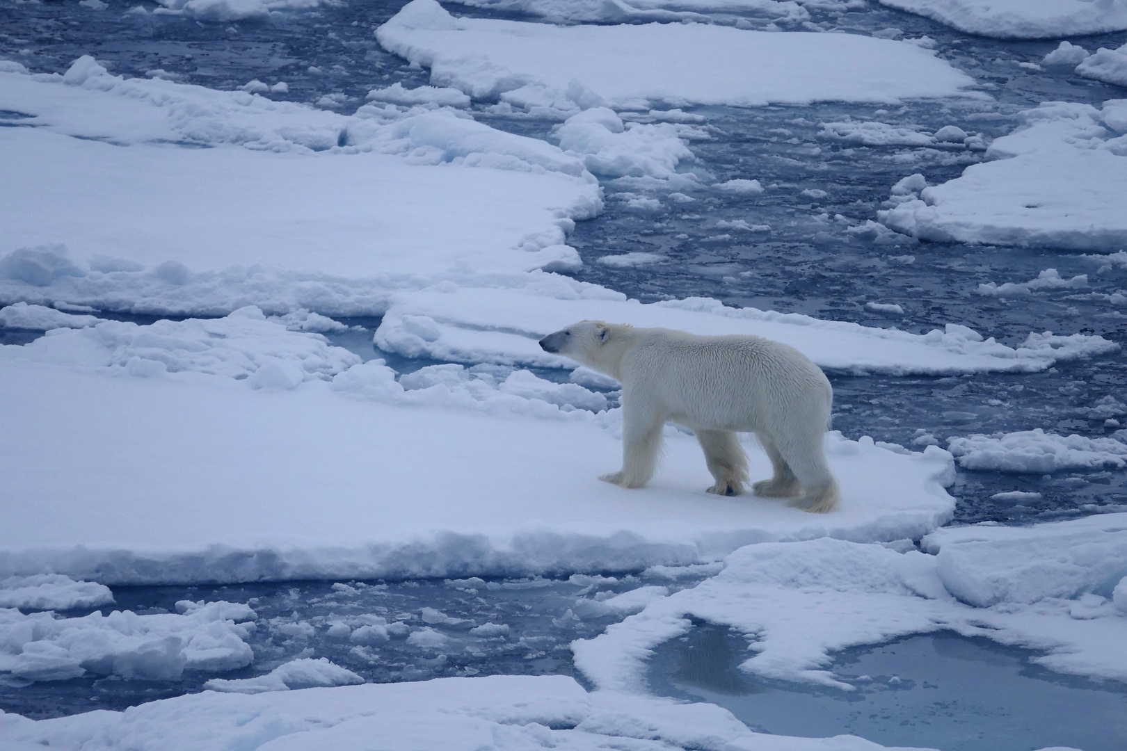 Eisbär im Packeis 